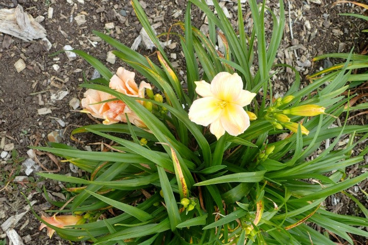Hemerocallis Mini Pearl'