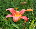 Hemerocallis 'Pink Damask'