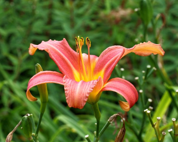 Hemerocallis 'Pink Damask'