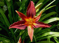 Hemerocallis 'Sammy Russell