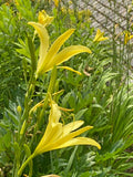 Hemerocallis lilioasphodelus