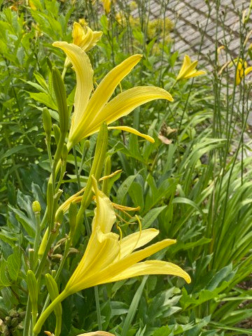 Hemerocallis lilioasphodelus