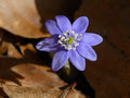 Hepatica nobilis