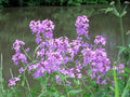 Hesperis matronalis