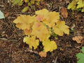 Heuchera Caramel'