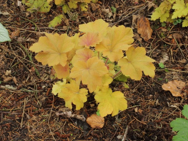 Heuchera Caramel'