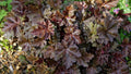 Heuchera Chocolate Ruffles'
