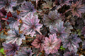 Heuchera Frosted Violet'
