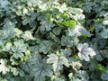 Heuchera Green Spice'