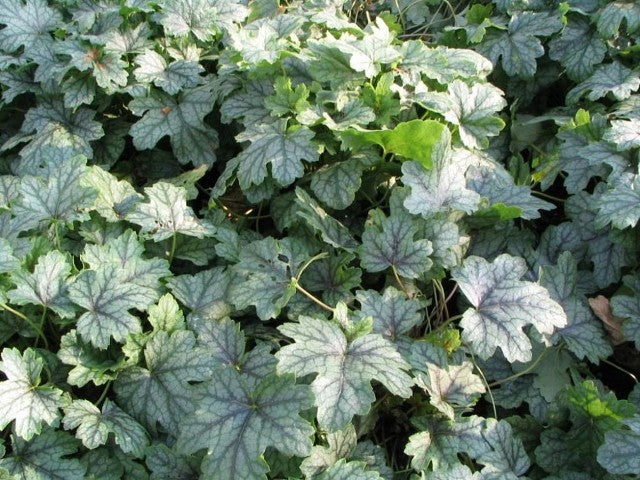 Heuchera Green Spice'