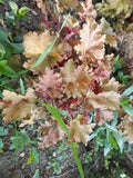 Heuchera Lime Marmalade'