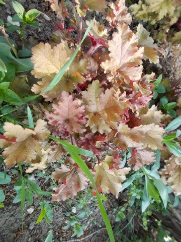 Heuchera Lime Marmalade'