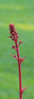 Heuchera Marmalade'