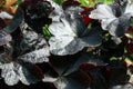 Heuchera Obsidian'