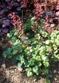 Heuchera Paris'