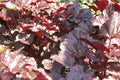 Heuchera Plum Pudding'