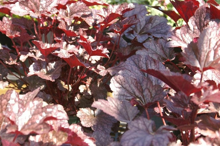 Heuchera Plum Pudding'
