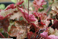 Heuchera Rachel'