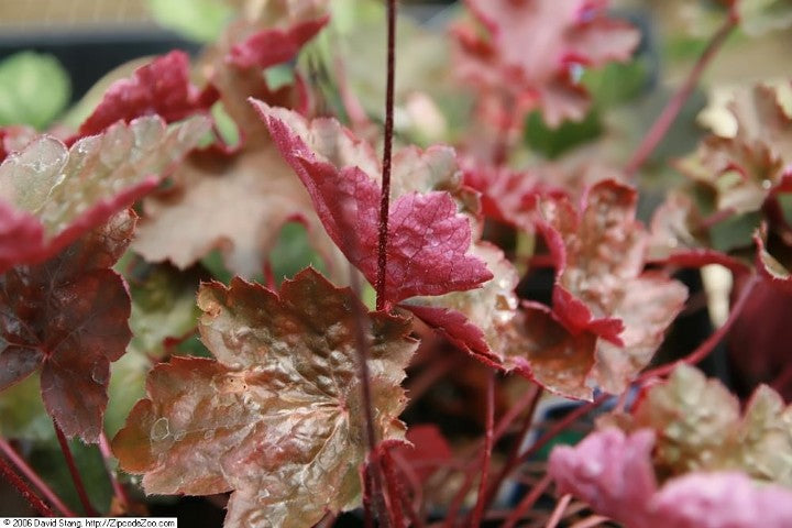 Heuchera Rachel'