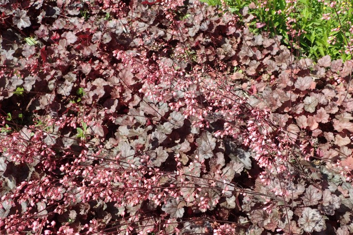 Heuchera Regina'