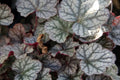 Heuchera Silver Scrolls'
