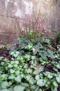 Heucherella 'Pink Fizz'