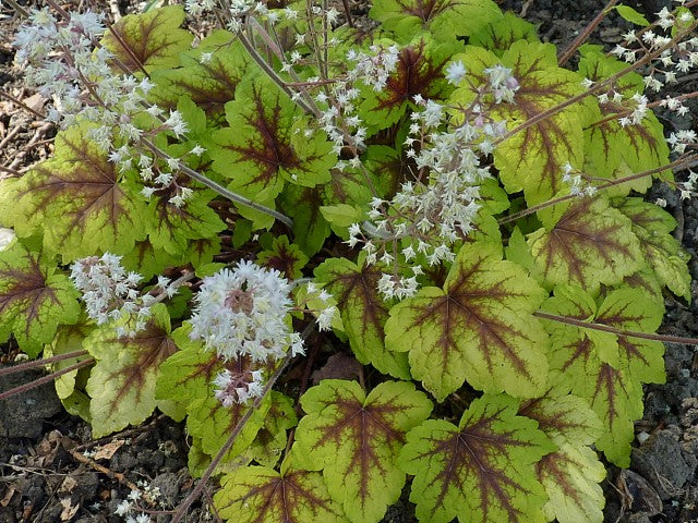 Heucherella Stoplight'