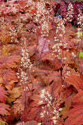 Heucherella Sweet Tea'