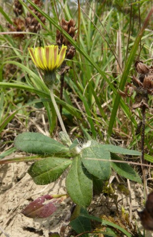 Hieracium pilosella
