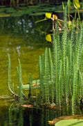 Hippuris vulgaris