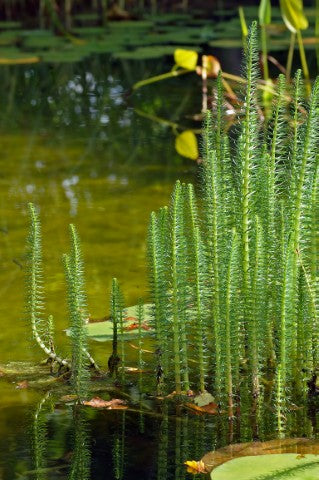Hippuris vulgaris