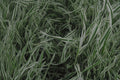 Holcus mollis 'Albovariegatus'