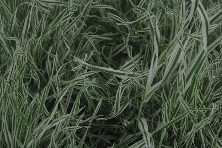 Holcus mollis 'Albovariegatus'