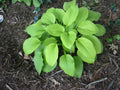 Hosta August Moon'