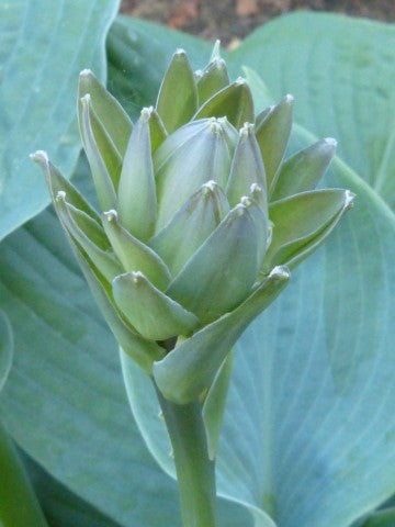 Hosta Big Daddy'