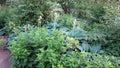 Hosta Blue Angel'