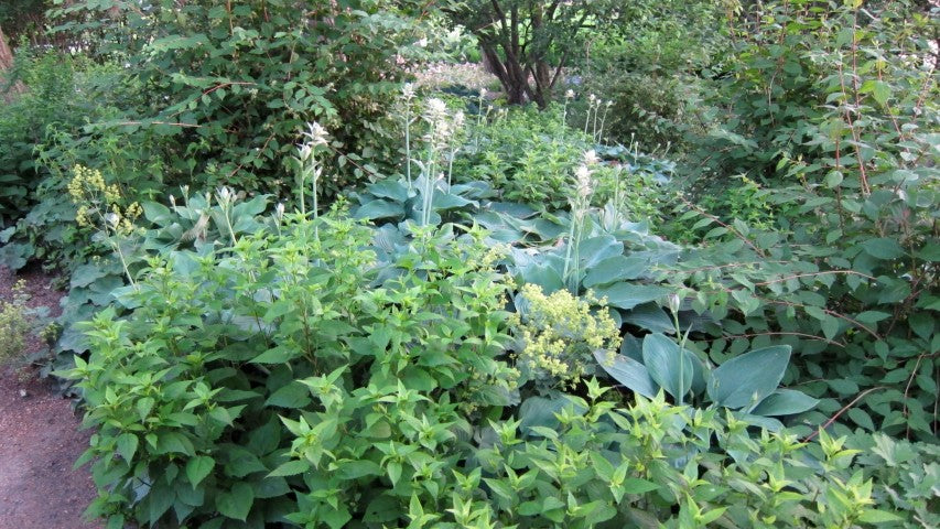 Hosta Blue Angel'