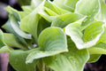 Hosta Blue Cadet'