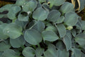 Hosta Blue Mouse Ears'