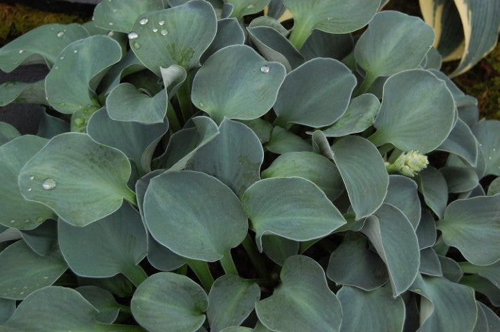 Hosta Blue Mouse Ears'