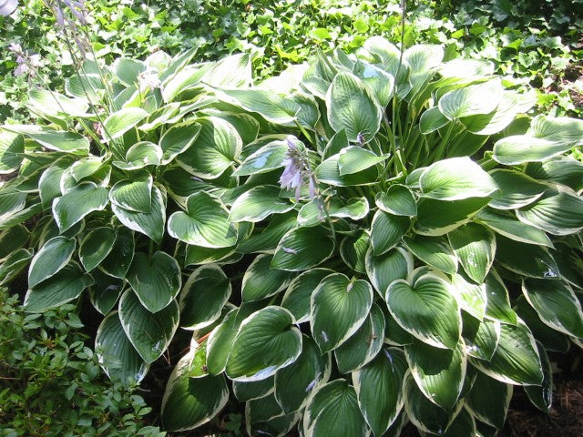 Hosta Francee'