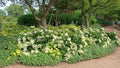 Hosta Gold Standard'