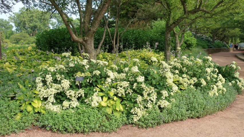 Hosta Gold Standard'