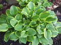 Hosta Golden Tiara'