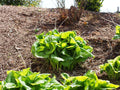 Hosta Guacamole'