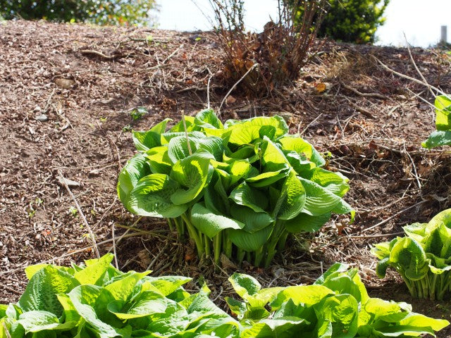 Hosta Guacamole'