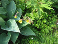 Hosta Halcyon'