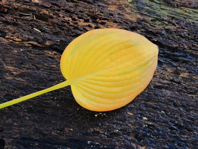 Hosta June'