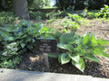 Hosta Krossa Regal'