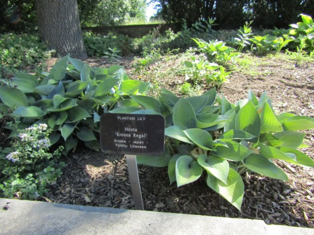 Hosta Krossa Regal'